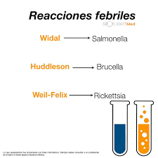 Fiebre Tifoidea: Más que una simple fiebre